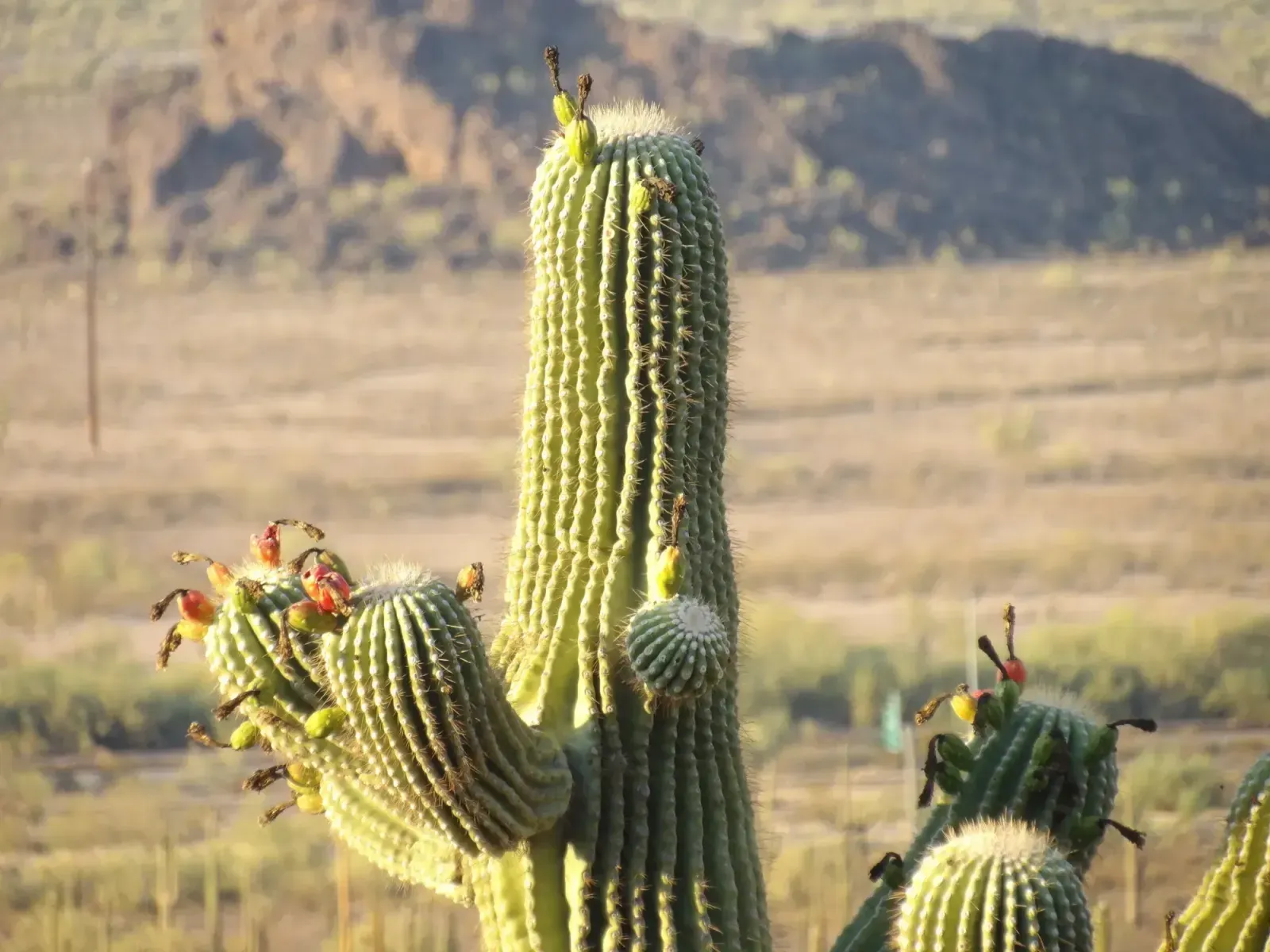 Peoria, Arizona skyline and neighborhoods served by U-wifi home internet