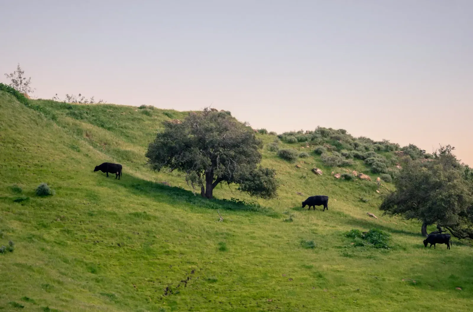 Chino Hills, California skyline and neighborhoods served by U-wifi home internet