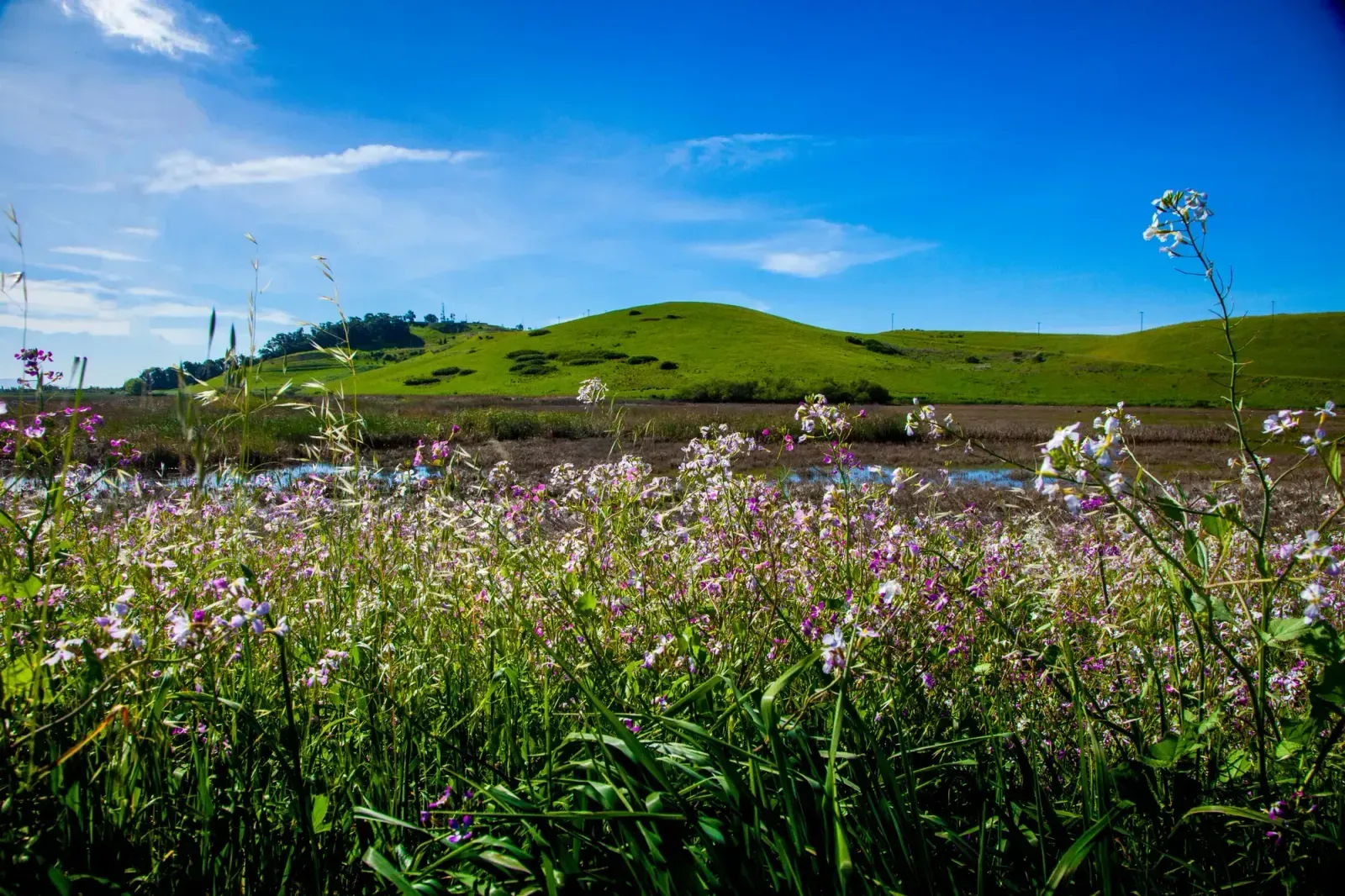 Fremont, California skyline and neighborhoods served by U-wifi home internet