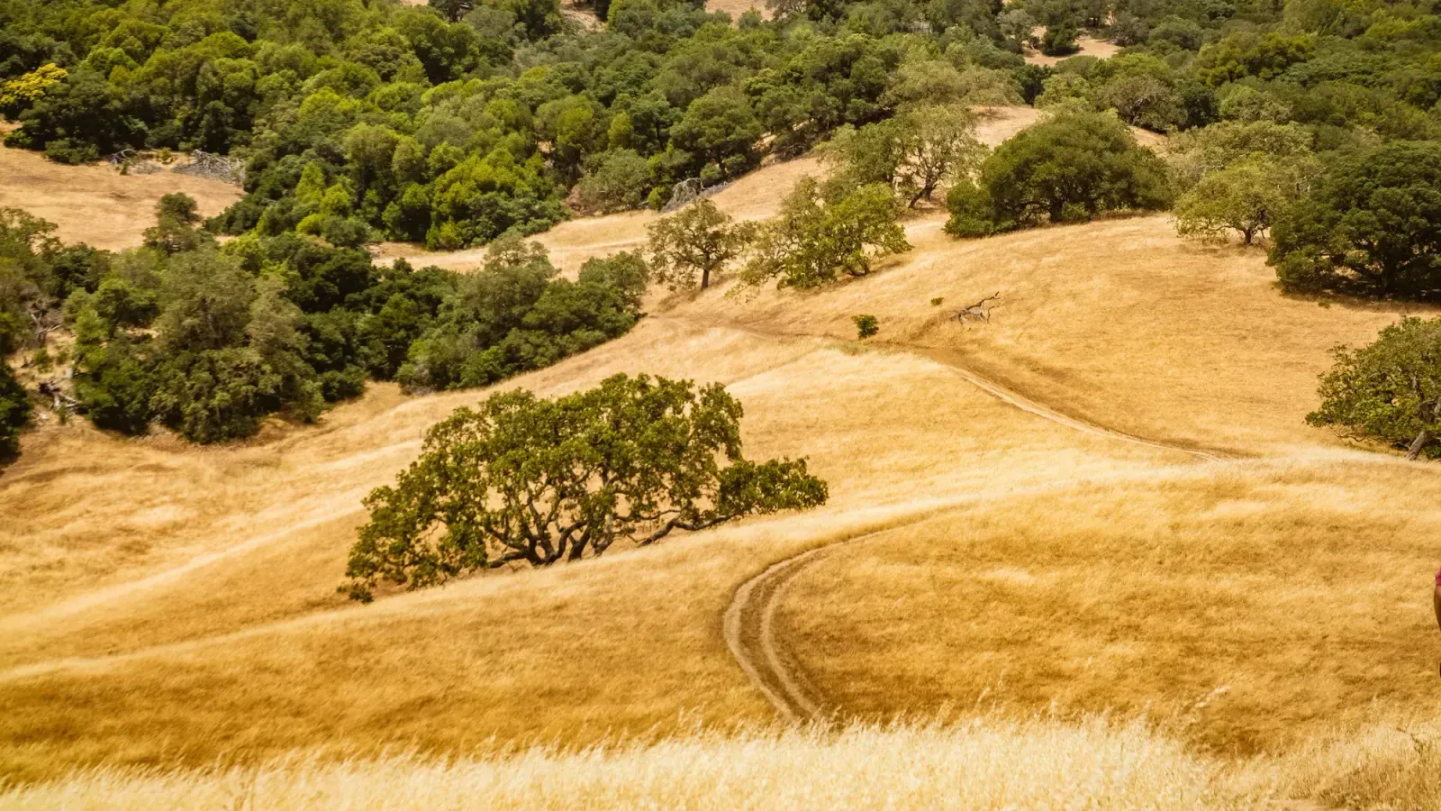 Monrovia, California skyline and neighborhoods served by U-wifi home internet