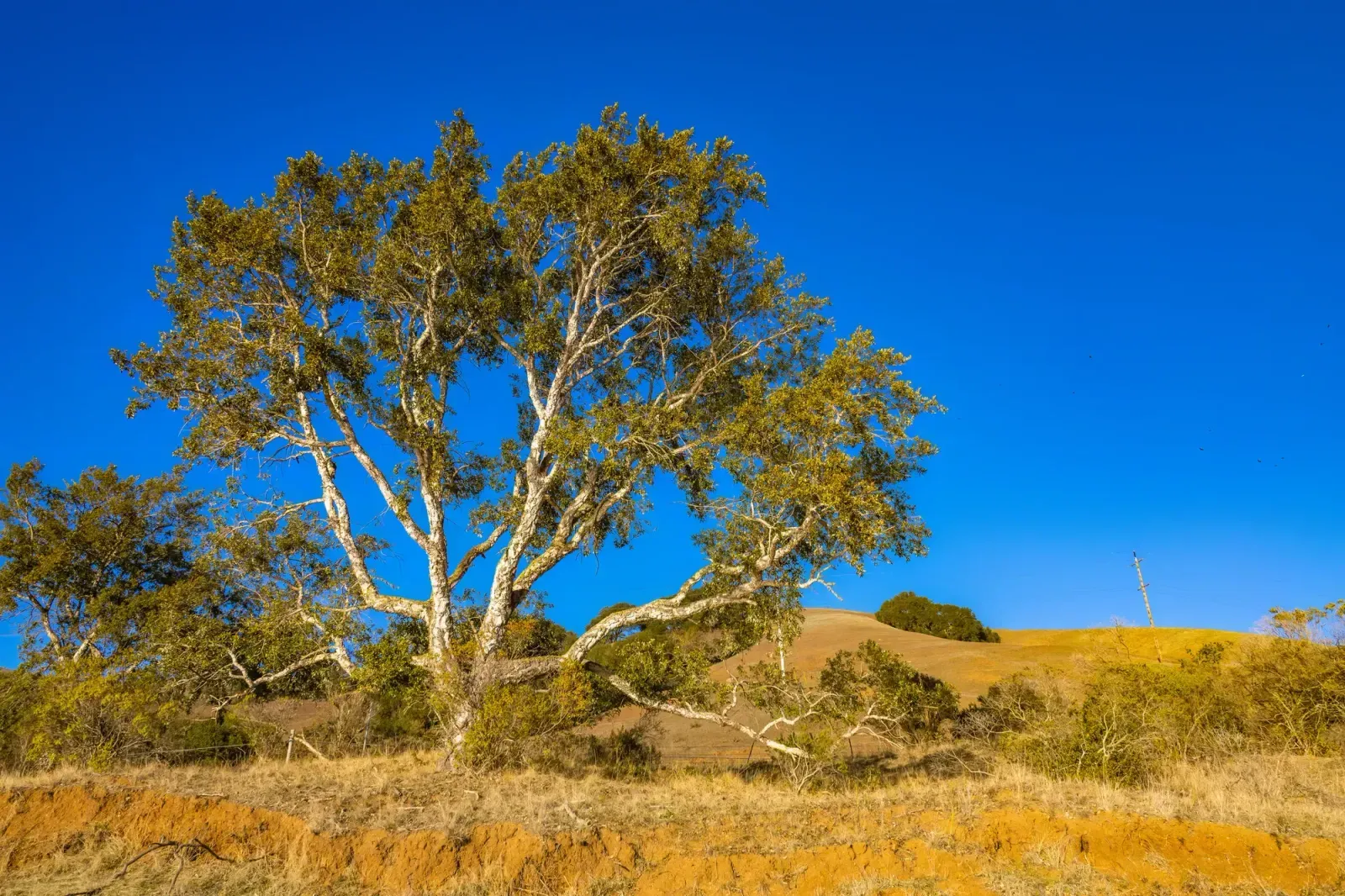 Woodland, California skyline and neighborhoods served by U-wifi home internet