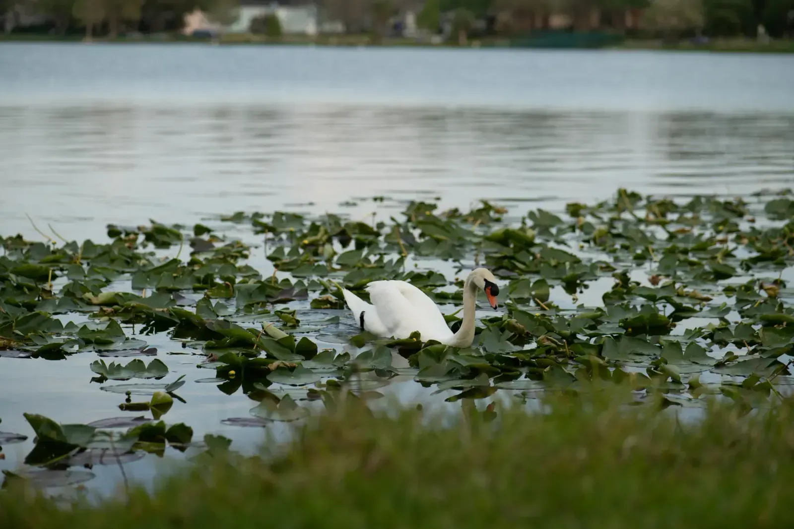 Lakeland, Florida skyline and neighborhoods served by U-wifi home internet