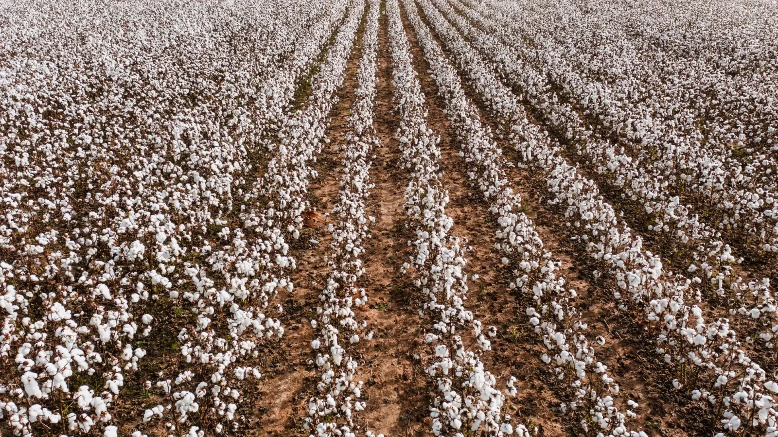 Warner Robins, Georgia skyline and neighborhoods served by U-wifi home internet