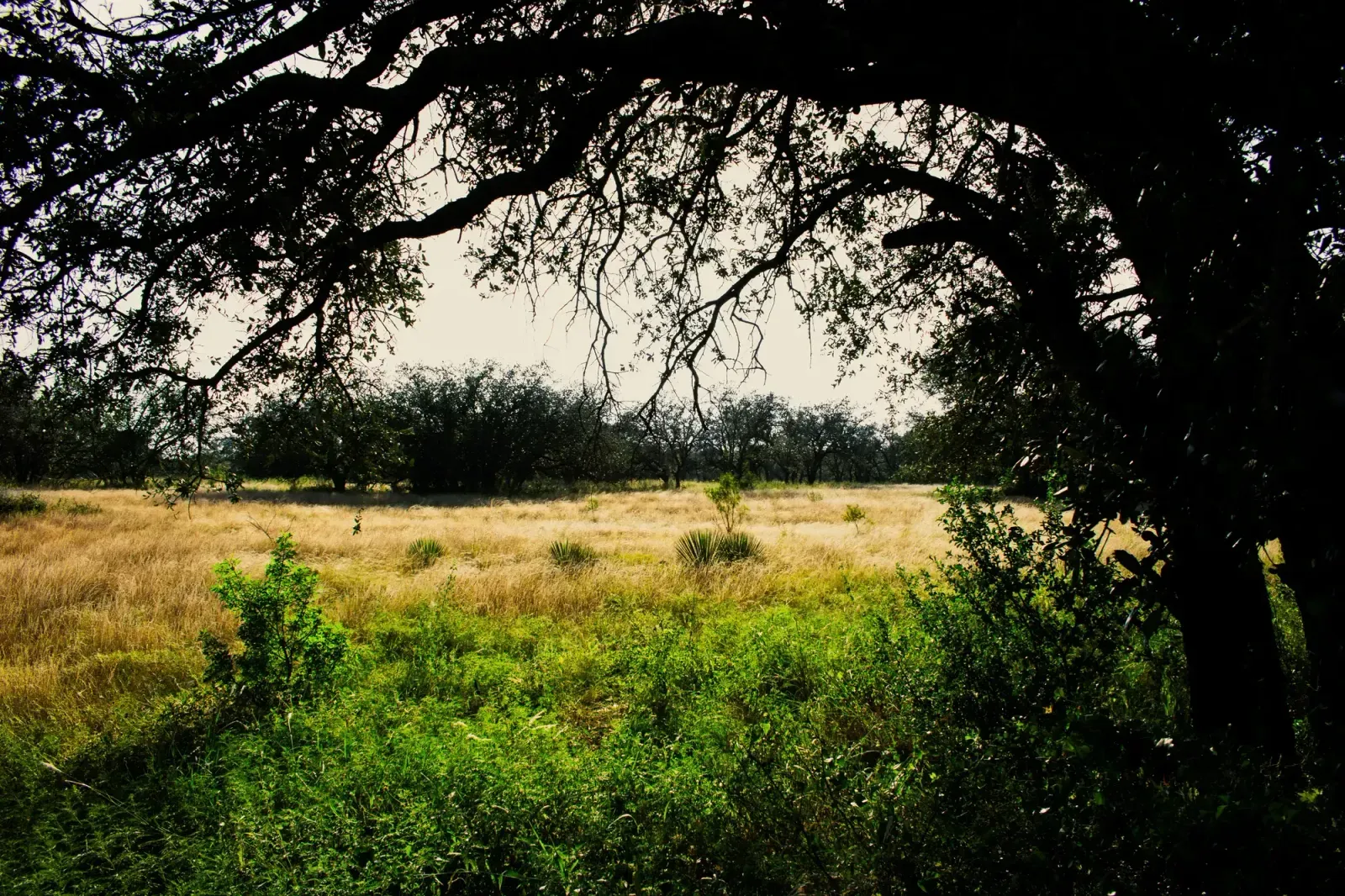 Bryan, Texas skyline and neighborhoods served by U-wifi home internet