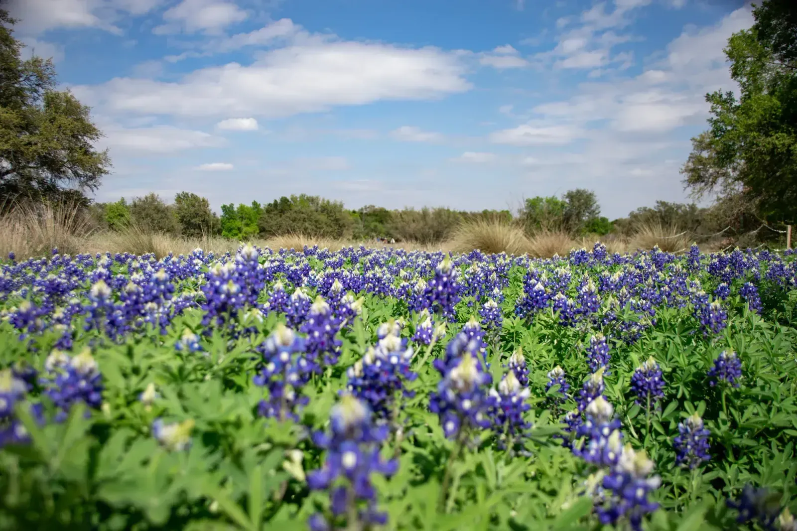Flower Mound, Texas skyline and neighborhoods served by U-wifi home internet