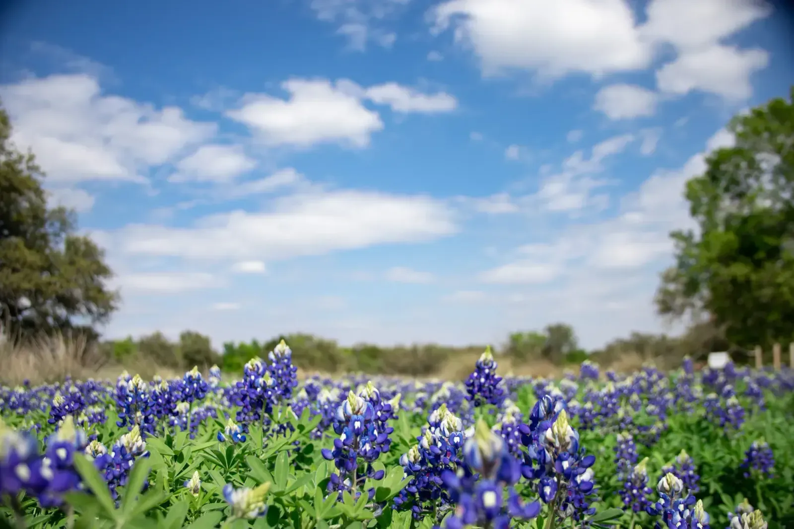 Pflugerville, Texas skyline and neighborhoods served by U-wifi home internet