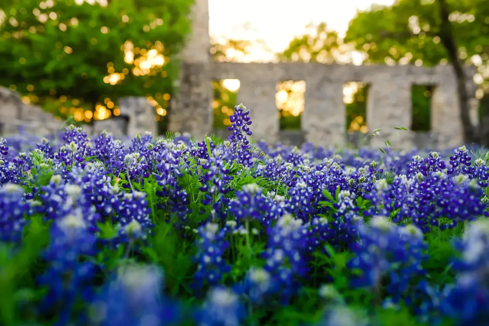 Weslaco, Texas skyline and neighborhoods served by U-wifi home internet