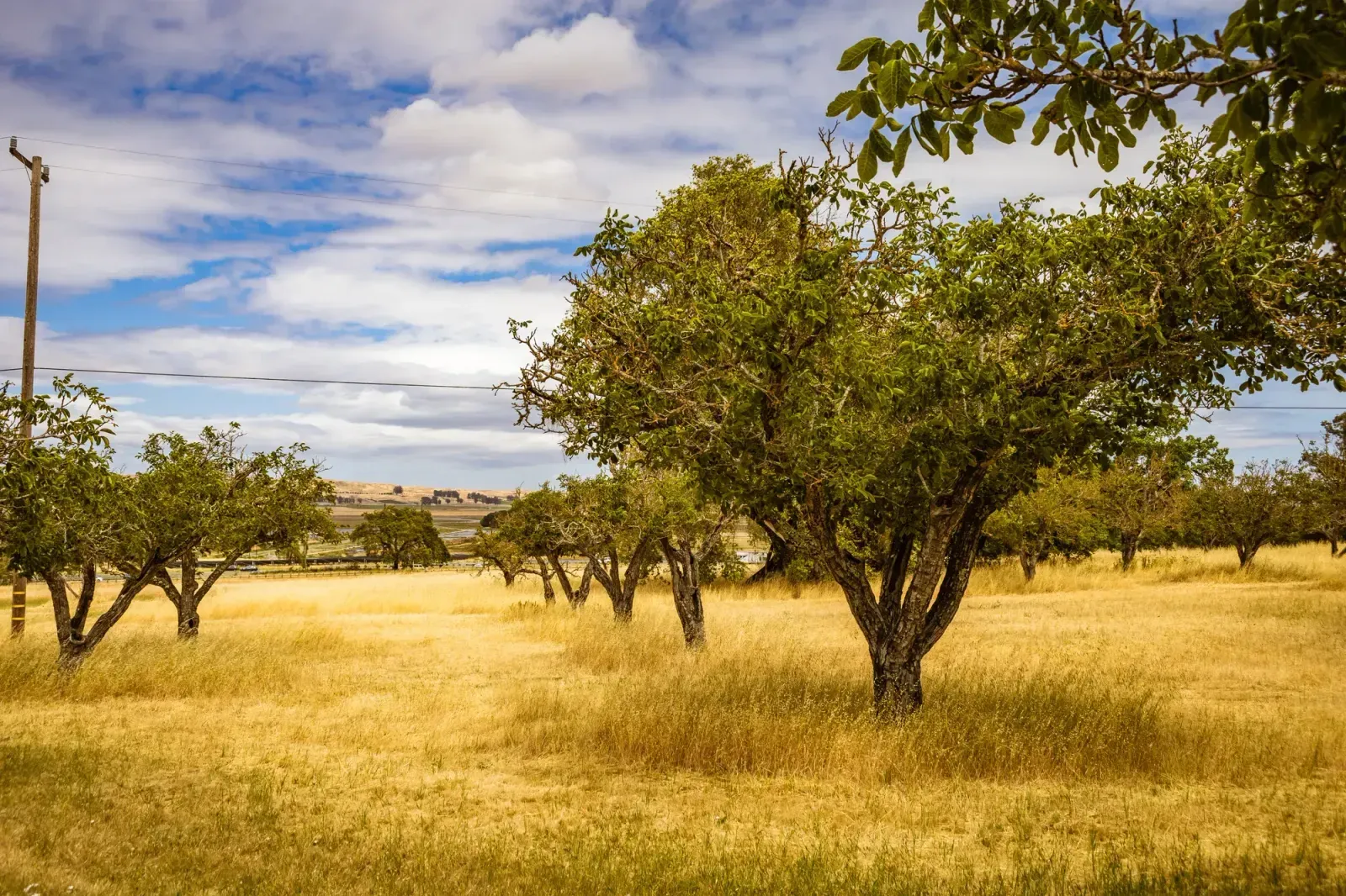 Richland, Washington skyline and neighborhoods served by U-wifi home internet
